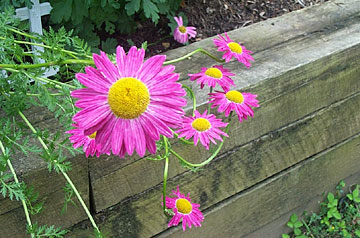 Backyard Zinnia by Abbie Banks