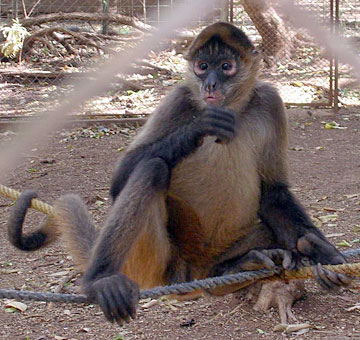 Howler Monkey at Rehab Center