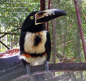 Toucan at Rehab Center