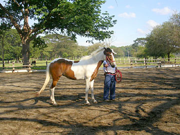 Pinto at Ranch