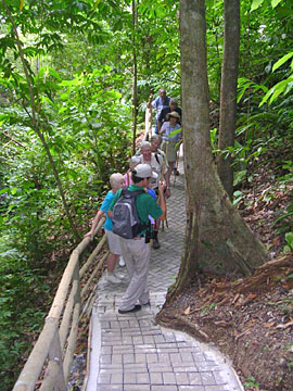 Trail at the Artola Rain Forest