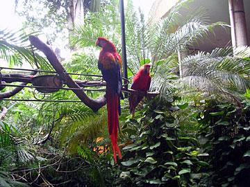 Scarlet Macaws in Hotel