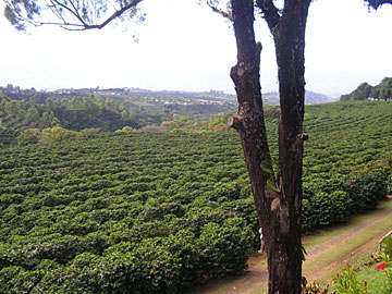 Costa Rican Coffee Fields