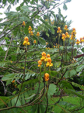 Wildflowers at Tilajari