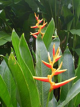 Costa Rican Flower Farm