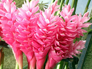 Costa Rican Flower Farm - Ginger