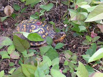 Turtle in June 2004