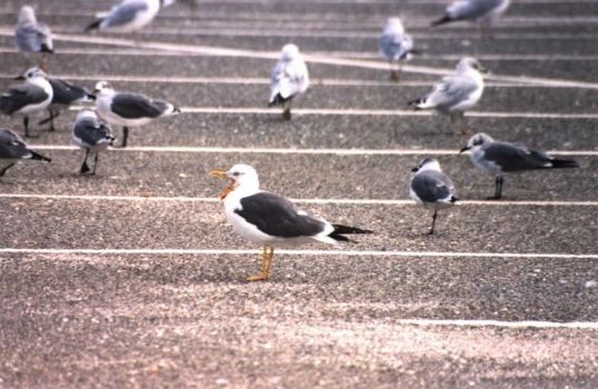 Lesser Black-backed Gull by Art Papayanopulos