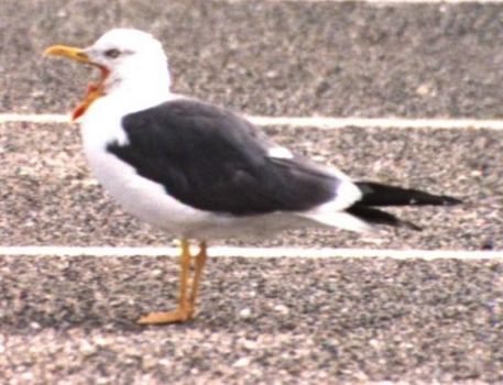 Lesser Black-backed Gull by Art Papayanopulos