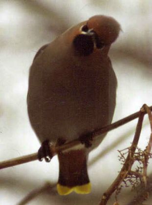 Bohemian Waxwing