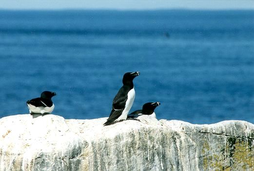 Razorbills by Cheri Pierce