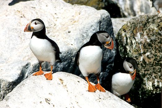 Atlantic Puffins by Cheri Pierce