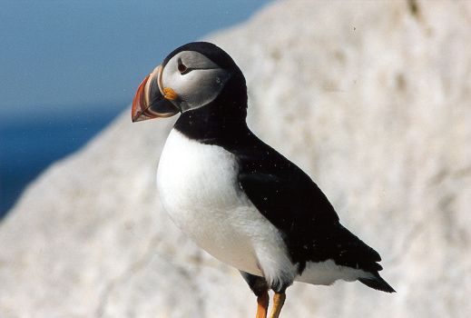 Atlantic Puffin by Cheri Pierce