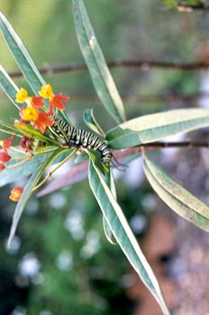 Monarch Caterpillar Born and Raised in Cheri's Yard