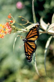 Newly Hatched Monarch