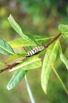 Queen Caterpillar Born and Raised in Cheri's Yard