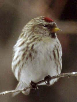 Redpoll