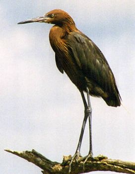 Reddish Egret by Cheri Pierce