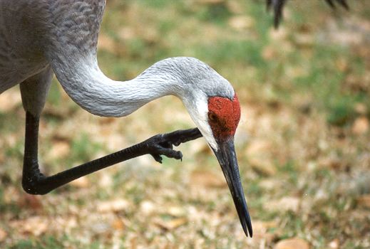 Florida Sandhill Crane by Cheri Pierce