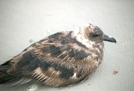 South Polar Skua by Cheri Pierce