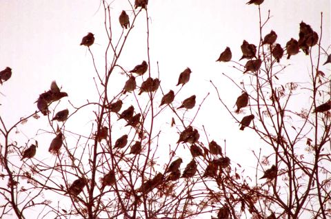 Bohemian Waxwings at Kerry Wood Nature Centre