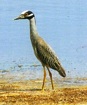 Yellow-crowned Night-Heron by Cheri Pierce