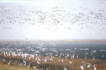 The White Bird Gang at Zellwood