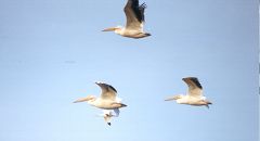 American White Pelicans at Zellwood