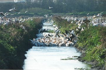 Feeding Frenzy at Zellwood