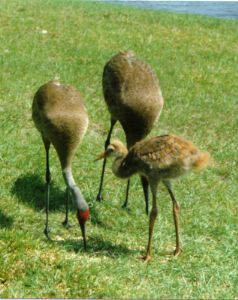 Sandhill Cranes by Dotty Hull