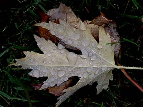 leaf 23 by Doreen Hughes