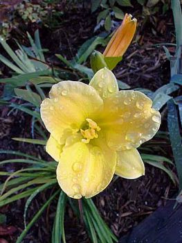 Stella d'Oro Day Lily 16 by Doreen Hughes