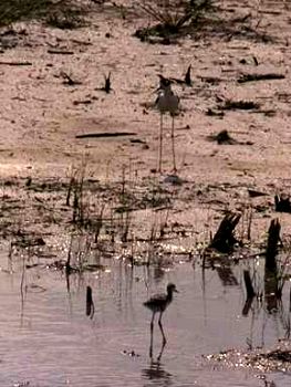 Black-necked Stilts by Ed Hunter