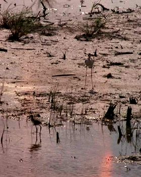 Black-necked Stilts by Ed Hunter