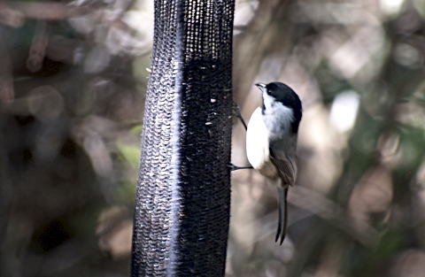 Black-capped Chickadee