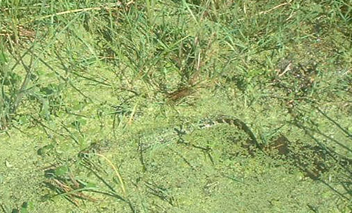 Baby Gator by Ed Hunter