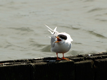 Forster's Tern at Forsythe (Brigantine) NWR