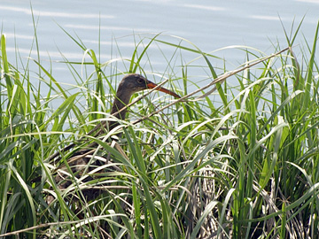 Clapper Rail at Forsythe (Brigantine) NWR