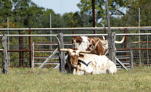 Longhorns at LBJ Ranch