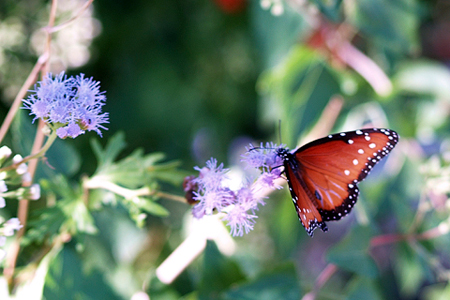 Queen Butterfly