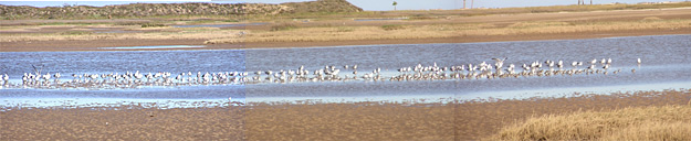 Shorebird Flock