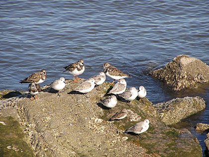 Three Species in One Flock