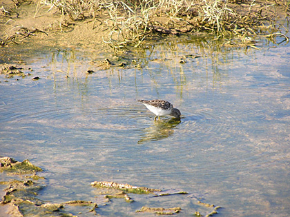 Least Sandpiper