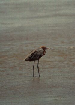 Reddish Egret by Ed Hunter