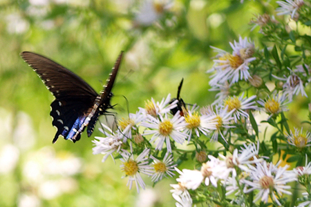 Swallowtail