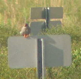 Red-footed Falcon