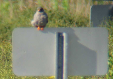 Red-footed Falcon