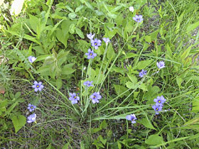 Flowering Grass of Some Sort