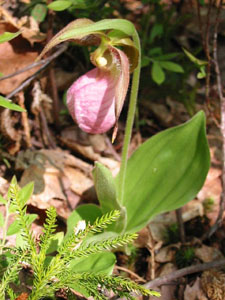 Lady's Slipper