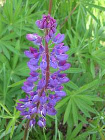 Lupine